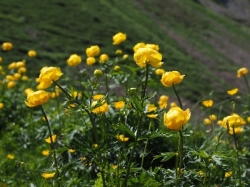 Купальница