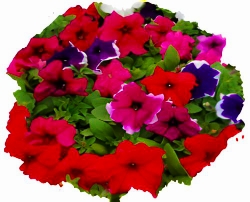 Петуния грандифлора (крупноцветковая)