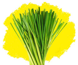 Лимонная трава (цитронелла)