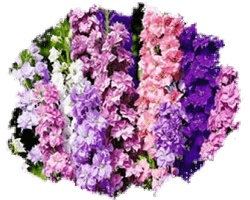 Дельфиниум