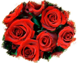 Роза садовая (шиповник декоративный)