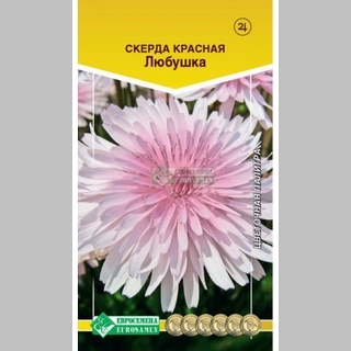 Скерда Любушка красная (крепис) - Семена Тут