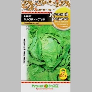 Салат Маслянистый Русский размер (кочанный) - Семена Тут