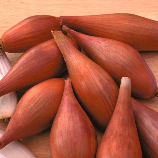 Лук Деликатес шалот (Вкуснятина)