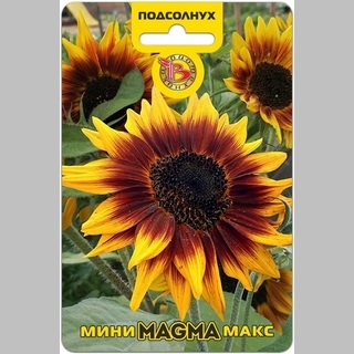 Подсолнух Мини-Макс Magma F1 - Семена Тут