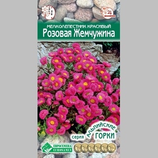 Мелколепестник Розовая жемчужина (красивый) - Семена Тут