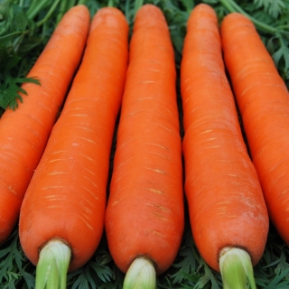 Морковь Русский размер - Семена Тут