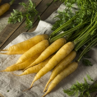 Морковь Желтая красавица - Семена Тут