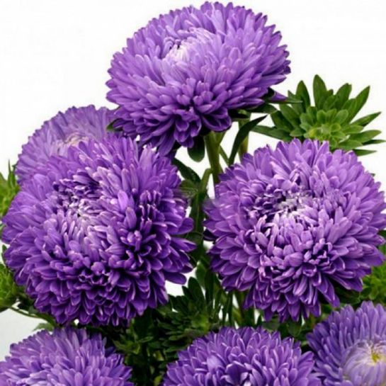 Астра Баллон темно-синий