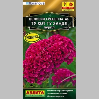 Целозия Ту Хот Ту Хандл Пурпл (гребенчатая) - Семена Тут