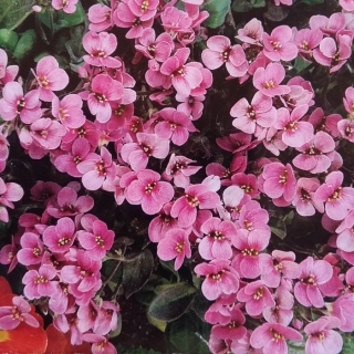 Арабис Розовый альпийский - Семена Тут