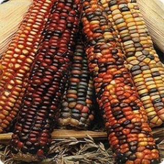 Кукуруза Амеро (декоративная) - Семена Тут