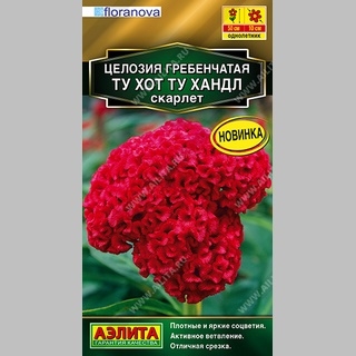 Целозия Ту Хот Ту Хандл Скарлет (гребенчатая) - Семена Тут