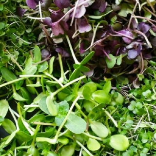 Микрозелень Базилик Ароматный салат смесь - Семена Тут