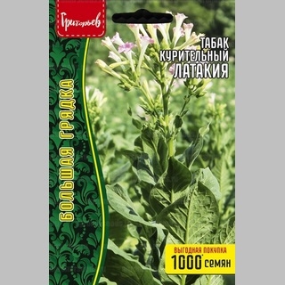 Табак Латакия (курительный) (большой пакет) - Семена Тут