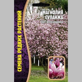 Магнолия Суланжа (большой пакет) - Семена Тут