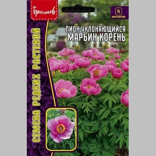 Пион Марьин Корень (уклоняющийся) (большой пакет) - Семена Тут