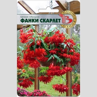 Бегония Фанки Скарлет - Семена Тут