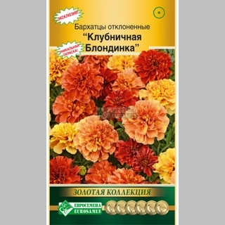 Бархатцы Клубничная блондинка - Семена Тут
