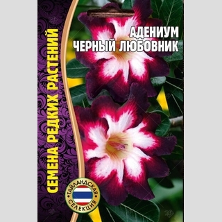 Адениум Черный Любовник (тучный) (большой пакет) - Семена Тут