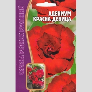 Адениум Красна Девица (тучный) (большой пакет) - Семена Тут