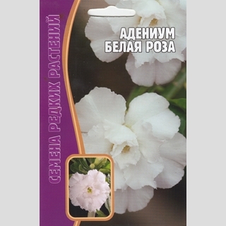 Адениум Белая Роза (тучный) (большой пакет) - Семена Тут