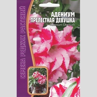Адениум Прелестная Девушка (тучный) (большой пакет) - Семена Тут