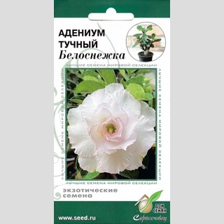 Адениум Белоснежка (тучный) - Семена Тут