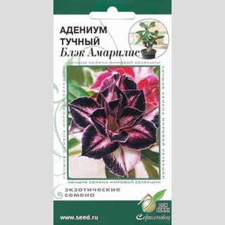 Адениум Блэк Амарилис (тучный) - Семена Тут