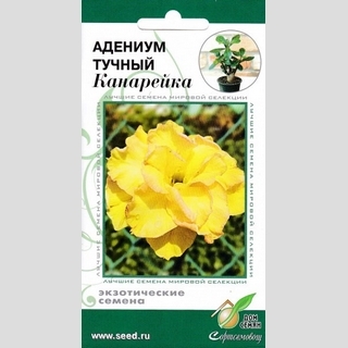 Адениум Канарейка (тучный) - Семена Тут