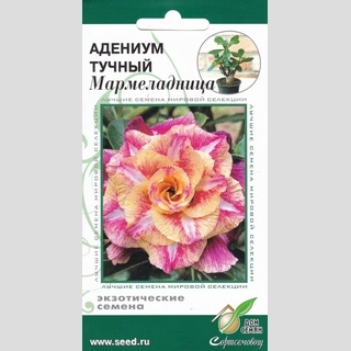 Адениум Мармеладница (тучный) - Семена Тут