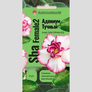 Адениум Sha Female 2 (тучный) - Семена Тут