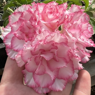 Адениум тучный Taiwan Peony - Семена Тут