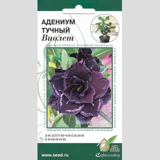 Адениум Виолет (тучный) - Семена Тут