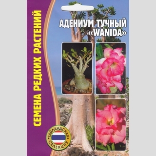 Адениум Wanida (тучный) (большой пакет) - Семена Тут