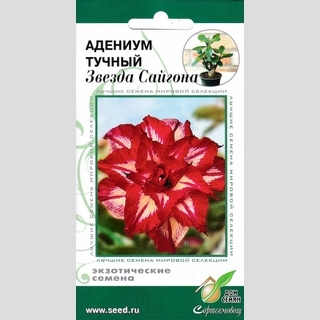 Адениум Звезда Сайгона (тучный) - Семена Тут