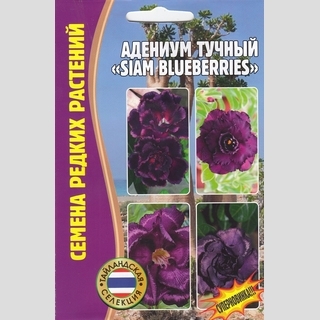 Адениум Siam Blueberries (тучный) (большой пакет) - Семена Тут