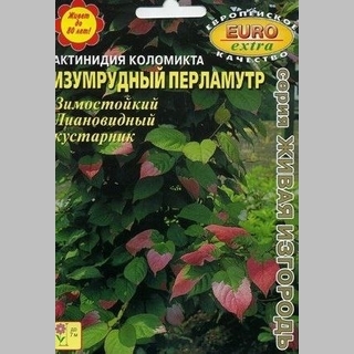 Актинидия Изумрудный перламутр (коломикта) - Семена Тут