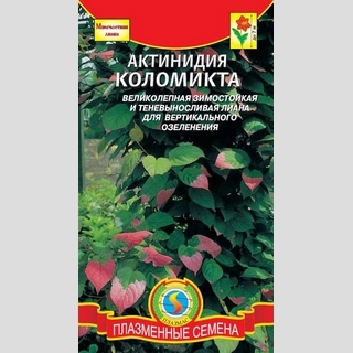Актинидия коломикта - Семена Тут