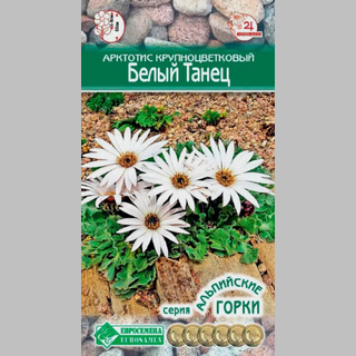 Арктотис Белый танец - Семена Тут