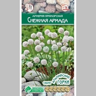 Армерия Снежная армада (приморская) - Семена Тут