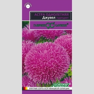 Астра Джувел Пурпурит - Семена Тут