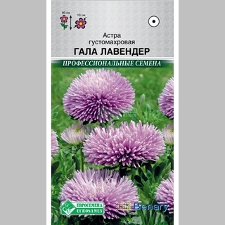 Астра Гала Лавендер - Семена Тут