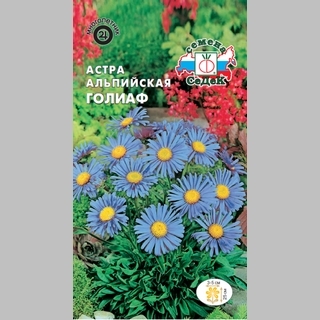 Астра Голиаф (альпийская) - Семена Тут