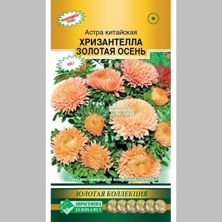 Астра Хризантелла Золотая осень - Семена Тут