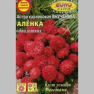 Астра Внученька Алёнка - Семена Тут