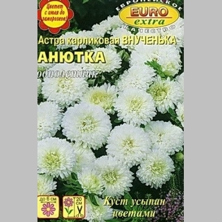 Астра Внученька Анютка - Семена Тут