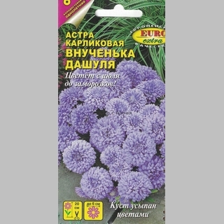 Астра Внученька Дашуля - Семена Тут