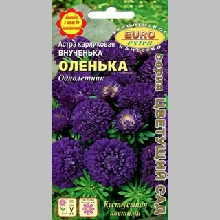 Астра Внученька Оленька - Семена Тут