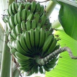 Банан Пигмей декоративный - Семена Тут